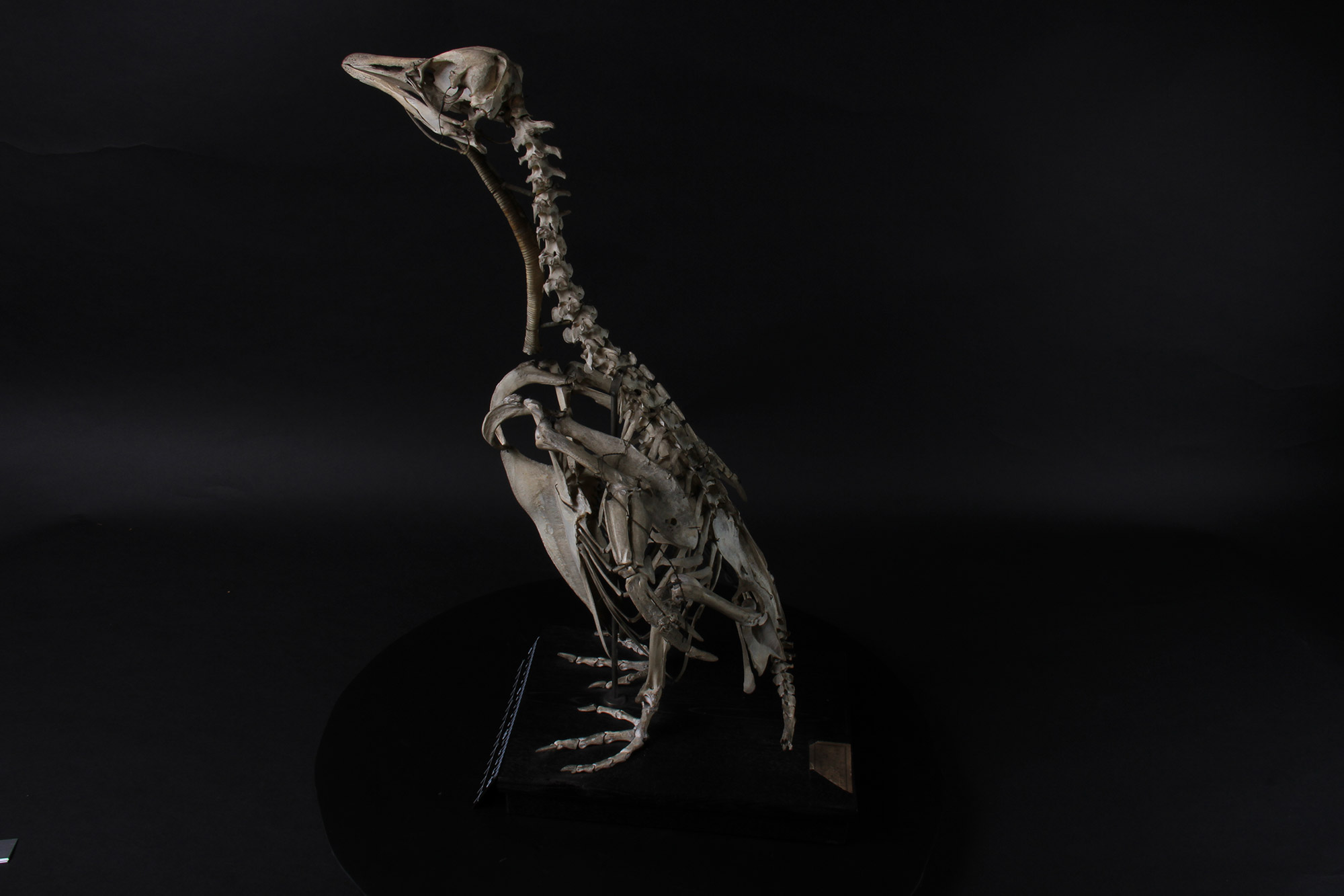 高等科ミュージアム ｜ 学習院高等科 ☆三畳紀雑貨理科室様専用