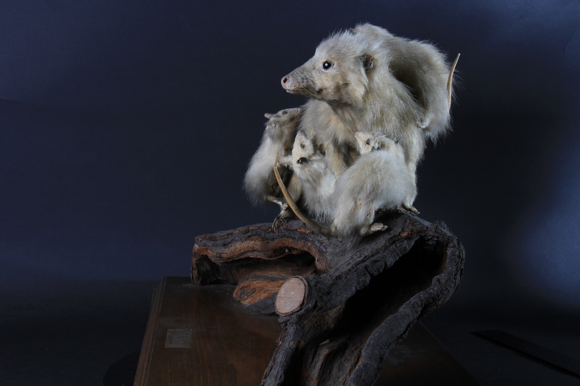 高等科ミュージアム ｜ 学習院高等科