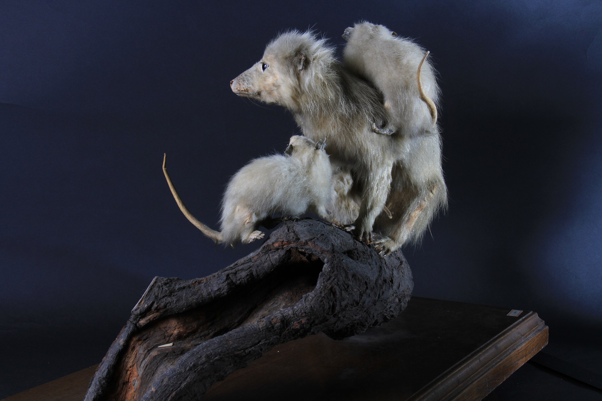 キタオポッサムの毛皮 1点もの キタオポッサムの毛皮 1点もの Gray four-