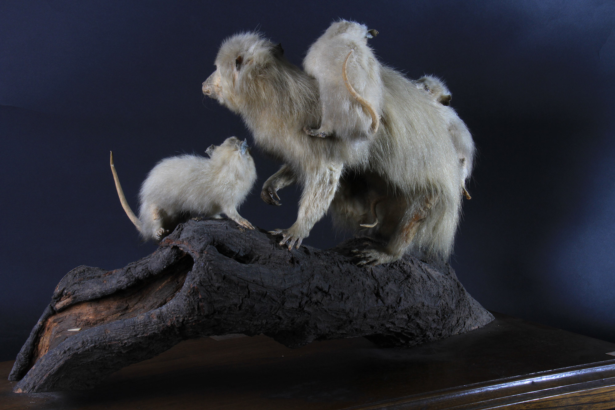 高等科ミュージアム ｜ 学習院高等科