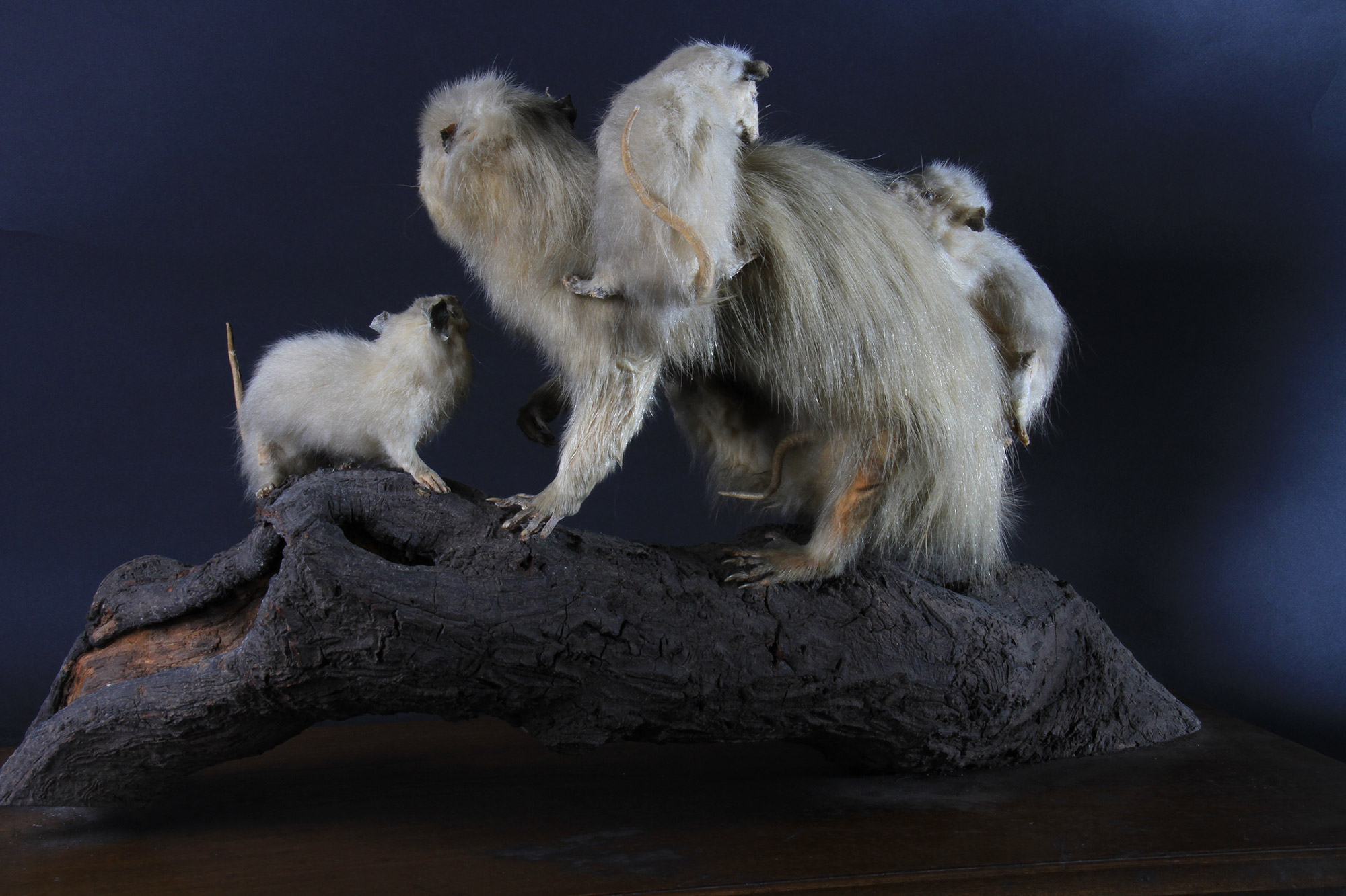 高等科ミュージアム ｜ 学習院高等科