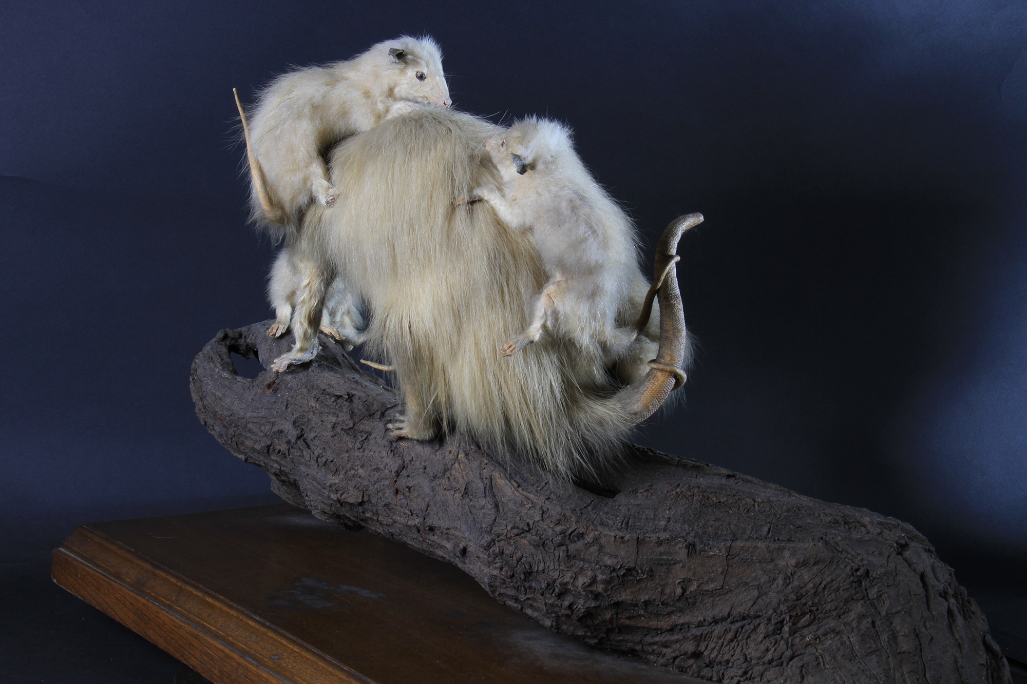 キタオポッサムの毛皮　１点もの 高等科ミュージアム ｜ 学習院高等科