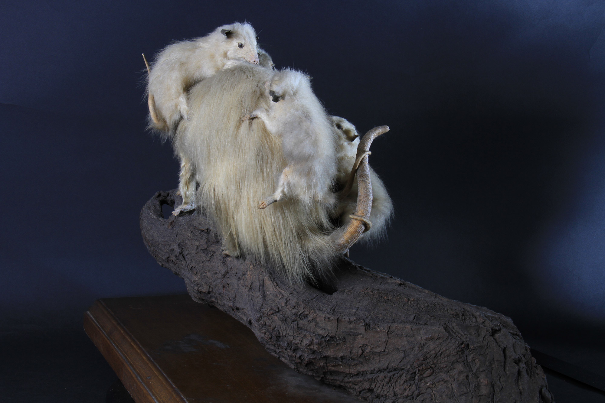 高等科ミュージアム ｜ 学習院高等科