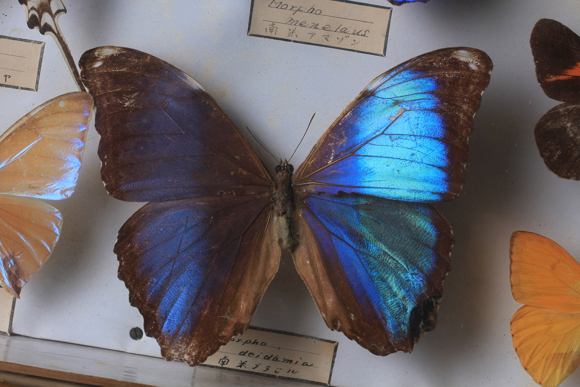 インド産 caligula simla ♂ khcsi山地 蛾 蝶標本 海外産 外国産蝶類