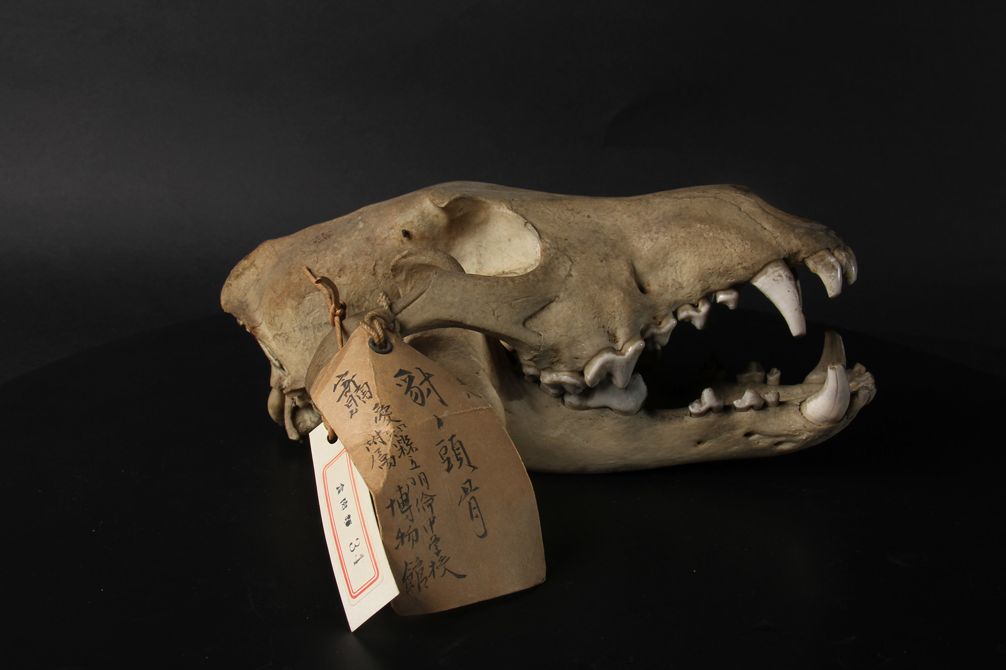 高等科ミュージアム ｜ 学習院高等科